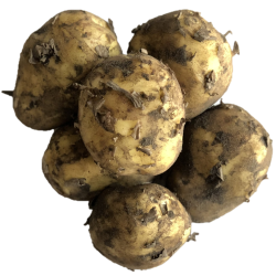 Aardappelen nieuwe oogst