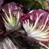 Radicchio rosso