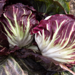 Radicchio rosso