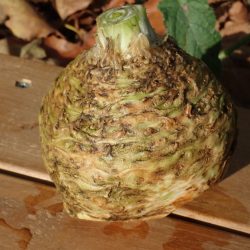 Knolselderij - groot
