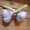 Verse knoflook uit Nederland
