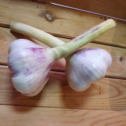 Verse knoflook uit Nederland
