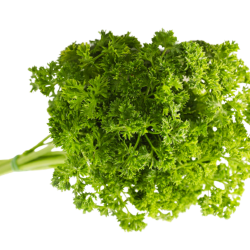 Peterselie - krul