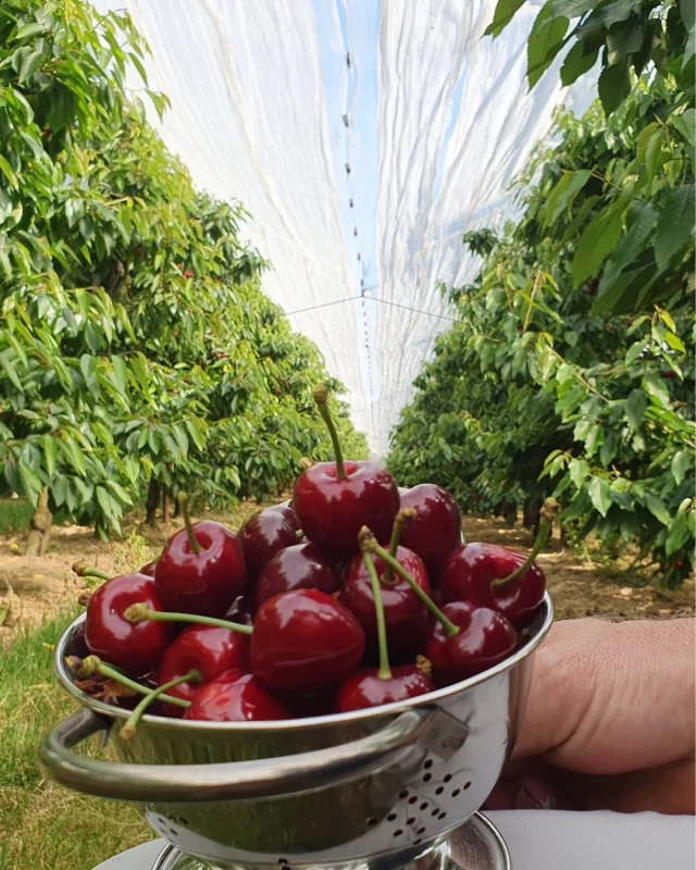 𝐇𝐨𝐞 𝐳𝐢𝐞𝐭 𝐣𝐨𝐮𝐰 𝐳𝐨𝐦𝐞𝐫𝐨𝐨𝐠𝐬𝐭 𝐞𝐫𝐮𝐢𝐭 𝐝𝐞𝐳𝐞 𝐰𝐞𝐞𝐤? 🍒
Wij zeggen: begin met kersen.
Vers geplukt bij @kersenhof_raamsdonk:  zoet, sappig en barstensvol zomergevoel.

En combineer ze met nog veel meer lekkers van eigen Brabantse bodem:
🥒 Gele & groene courgette van @tuindees 
🌱 Oranje bloemkool van @stefanschuurmansgroenten 
🥗 Diverse soorten sla van Groentekwekerij Oppers 
…én nog véél meer!

👉 Zoveel keuze, zó dichtbij. Bestel jouw zomerse kratje en proef de smaak van het seizoen.
Link in bio

#brabantsestreekgoed #zomeroogst #brabantsekersen #versvanhetland #korteketen #streekproducten #lokaaletrots #smaakvanzomer