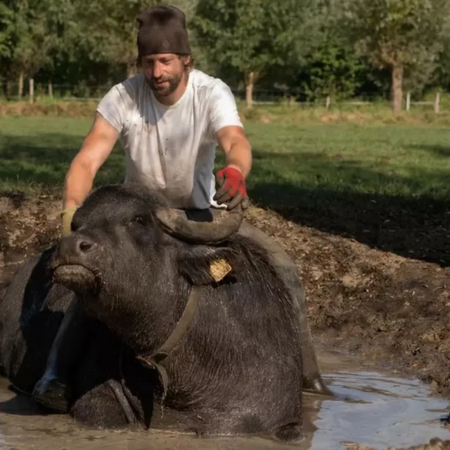 𝐒𝐭𝐨𝐞𝐫𝐞 𝐛𝐮𝐟𝐟𝐞𝐥𝐦𝐞𝐥𝐤 𝐮𝐢𝐭 𝐒𝐨𝐧 𝐞𝐧 𝐁𝐫𝐞𝐮𝐠𝐞𝐥 🐃

Heb jij al ooit buffelmelk geproefd? Deze melk is geen doorsnee zuiveltje.
Buffelmelk van De Stoerderij is romig, krachtig en voedzaam.
Met bijna twee keer zoveel vet als koemelk en extra veel eiwitten en calcium, is het een echte krachtpatser in het zuivelschap.

💪 Dat proef je.
Of je nu kiest voor mozzarella, yoghurt of gewoon een glas melk, de rijke, volle smaak is ongeëvenaard.

📦 Bestel het lokaal, vers en rechtstreeks bij de boer: 
Link in bio

Das pas kei lekker lokaal genieten! 

#keilekkerlokaal #brabantsstreekgoed #buffelmelk #brabant #lokaaleten